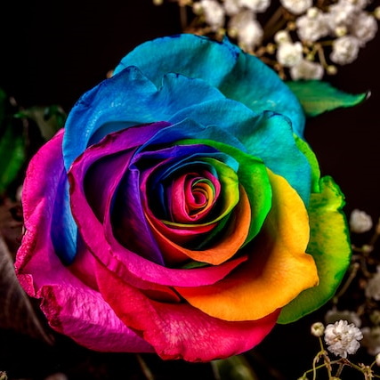 rainbow rose